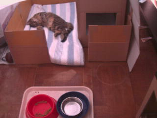 ２階の寝床（より快適な環境を模索中）