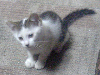  2007年7月28日（土）夜より行方不明のトラジロウ（2007年6月22日撮影）